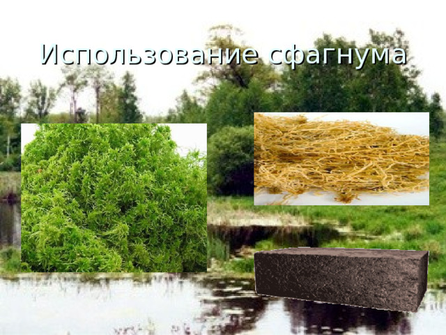 Использование сфагнума Растение сфагнового мха все время обновляется. Оно довольно быстро растет верхушкой, а нижние части побега отмирают и опускаются на дно болота. Там, на дне, в воде почти нет кислорода. Поэтому отмершие части мха и других болотных растений не сгнивают, а превращаются в торф. Люди добывают его и используют в качестве топлива и удобрения. Известны прекрасные бактерицидные свойства сфагнума. Благодаря содержащемуся в нем сфагнолу , особому противогнилостному веществу, сфагнум препятствует развитию бактерий и болезнетворных микробов, поэтому высушенный сфагнум используют в строительстве, при производстве лекарственных препаратов и как подстилку для животных.   
