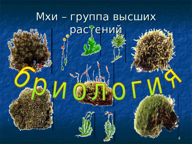 Мхи – группа высших растений Мхи - особая группа высших растений, мало похожая на другие. Все мхи объединяются систематикой растений в отдел моховидных. На Земле существует около 25000 видов различных мхов. Их изучением занимается специальный раздел ботаники – бриология.  Мхи, хоть и принадлежат к высшим растениям, но имеют гораздо более простое внешнее и внутреннее строение. Растение мха состоит из стебля, листьев и ризоидов.   