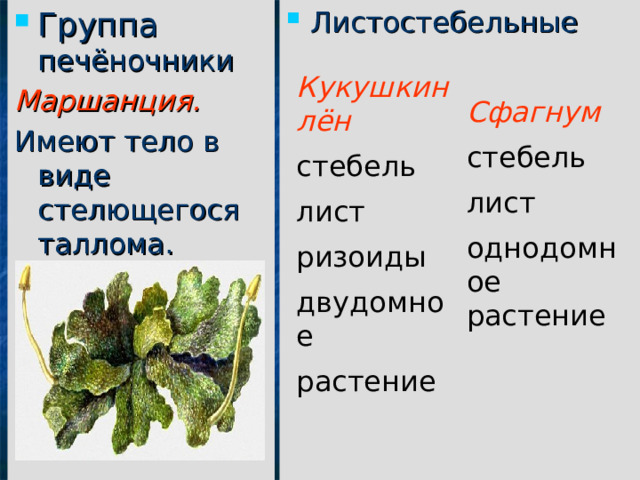 Группа печёночники Листостебельные Маршанция. Имеют тело в виде стелющегося таллома. Кукушкин лён стебель лист ризоиды двудомное растение Сфагнум  стебель лист однодомное растение  