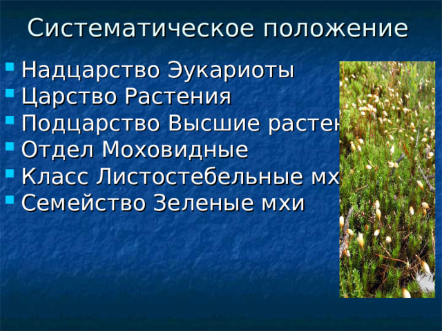 Систематическое положение Надцарство Эукариоты Царство Растения Подцарство Высшие растения Отдел Моховидные Класс Листостебельные мхи Семейство Зеленые мхи 