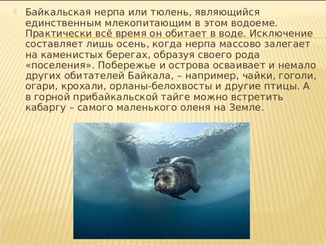 Байкальская нерпа или тюлень, являющийся единственным млекопитающим в этом водоеме. Практически всё время он обитает в воде. Исключение составляет лишь осень, когда нерпа массово залегает на каменистых берегах, образуя своего рода «поселения». Побережье и острова осваивает и немало других обитателей Байкала, – например, чайки, гоголи, огари, крохали, орланы-белохвосты и другие птицы. А в горной прибайкальской тайге можно встретить кабаргу – самого маленького оленя на Земле. 
