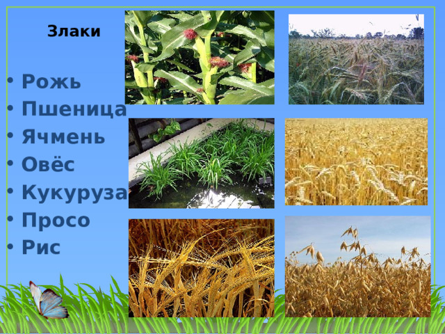  Злаки Рожь Пшеница Ячмень Овёс Кукуруза Просо Рис  