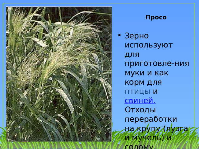  Просо Зерно используют для приготовле-ния муки и как корм для птицы и свиней. Отходы переработки на крупу (лузга и мучель) и солому скармливают с.-х. животным. 