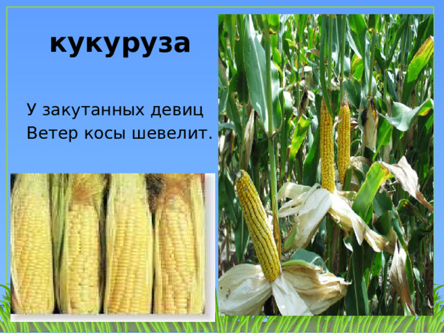 кукуруза У закутанных девиц Ветер косы шевелит. 