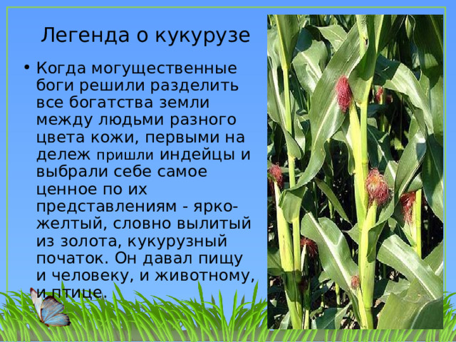  Легенда о кукурузе Когда могущественные боги решили разделить все богатства земли между людьми разного цвета кожи, первыми на дележ пришли индейцы и выбрали себе самое ценное по их представлениям - ярко-желтый, словно вылитый из золота, кукурузный початок. Он давал пищу и человеку, и животному, и птице. 