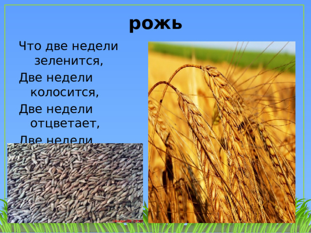 рожь Что две недели зеленится, Две недели колосится, Две недели отцветает, Две недели наливает, Две недели подсыхает? 
