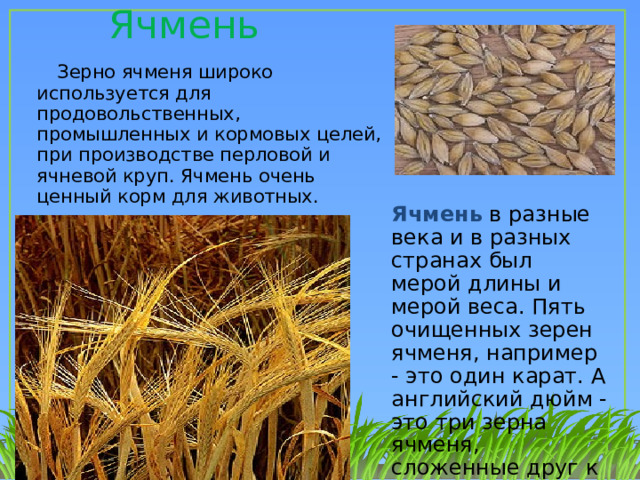 Ячмень  Зерно ячменя широко используется для продовольственных, промышленных и кормовых целей, при производстве перловой и ячневой круп. Ячмень очень ценный корм для животных. Ячмень в разные века и в разных странах был мерой длины и мерой веса. Пять очищенных зерен ячменя, например - это один карат. А английский дюйм - это три зерна ячменя, сложенные друг к другу в длину. 1 