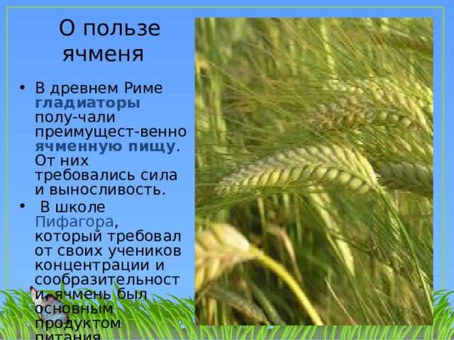  О пользе ячменя В древнем Риме гладиаторы полу-чали преимущест-венно ячменную  пищу . От них требовались сила и выносливость.  В школе Пифагора , который требовал от своих учеников концентрации и сообразительности, ячмень был основным продуктом питания. 