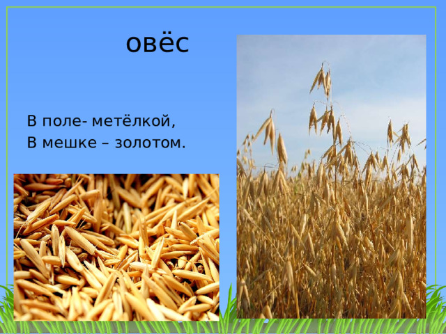 овёс В поле- метёлкой, В мешке – золотом. 