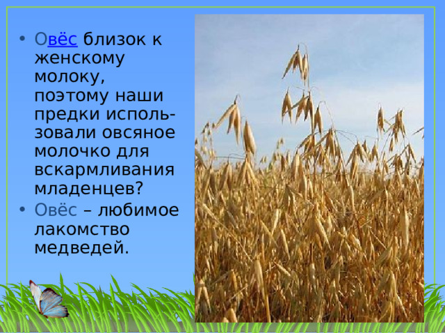 О вёс близок к женскому молоку, поэтому наши предки исполь-зовали овсяное молочко для вскармливания младенцев? Овёс – любимое лакомство медведей. 