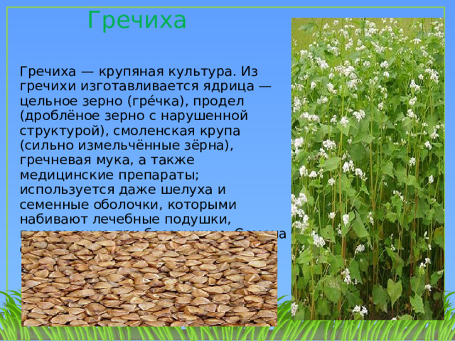 Гречиха Гречиха — крупяная культура. Из гречихи изготавливается ядрица — цельное зерно (гре́чка), продел (дроблёное зерно с нарушенной структурой), смоленская крупа (сильно измельчённые зёрна), гречневая мука, а также медицинские препараты; используется даже шелуха и семенные оболочки, которыми набивают лечебные подушки, помогающие при бессоннице. Семена охотно поедают певчие птицы. 1 