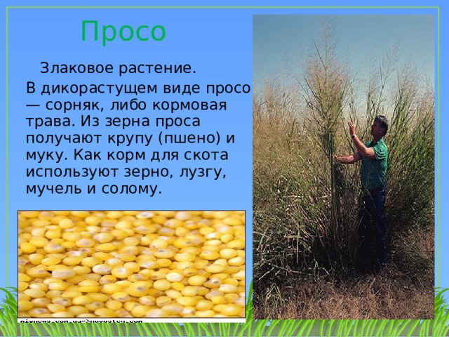 Просо  Злаковое растение. В дикорастущем виде просо — сорняк, либо кормовая трава. Из зерна проса получают крупу (пшено) и муку. Как корм для скота используют зерно, лузгу, мучель и солому. 1 