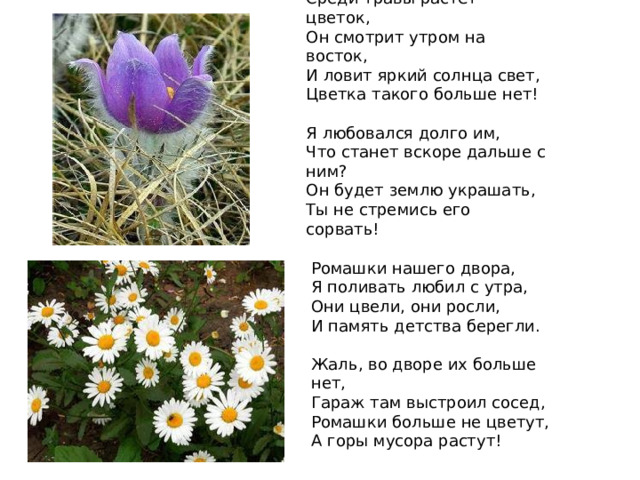 Среди травы растёт цветок,  Он смотрит утром на восток,  И ловит яркий солнца свет,  Цветка такого больше нет!   Я любовался долго им,  Что станет вскоре дальше с ним?  Он будет землю украшать,  Ты не стремись его сорвать! Ромашки нашего двора,  Я поливать любил с утра,  Они цвели, они росли,  И память детства берегли.   Жаль, во дворе их больше нет,  Гараж там выстроил сосед,  Ромашки больше не цветут,  А горы мусора растут! 