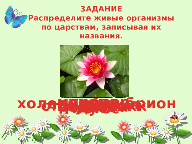 ЗАДАНИЕ  Распределите живые организмы по царствам, записывая их названия. мухомор дрозд холерный вибрион ламинария стрептококк трутовик бабочка кит дуб лотос 