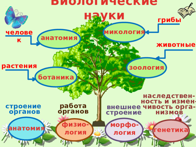 Биологические науки грибы микология человек анатомия животные растения зоология ботаника наследствен- ность и измен- чивость орга- низмов работа органов строение органов внешнее  строение физио- логия морфо- логия анатомия генетика 