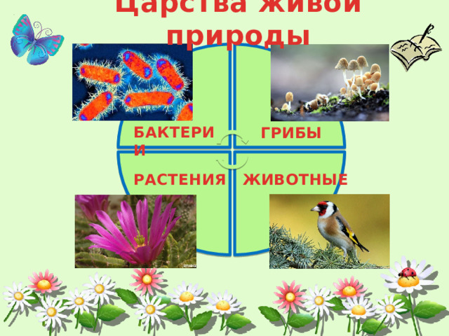 Царства живой природы БАКТЕРИИ ГРИБЫ РАСТЕНИЯ ЖИВОТНЫЕ 