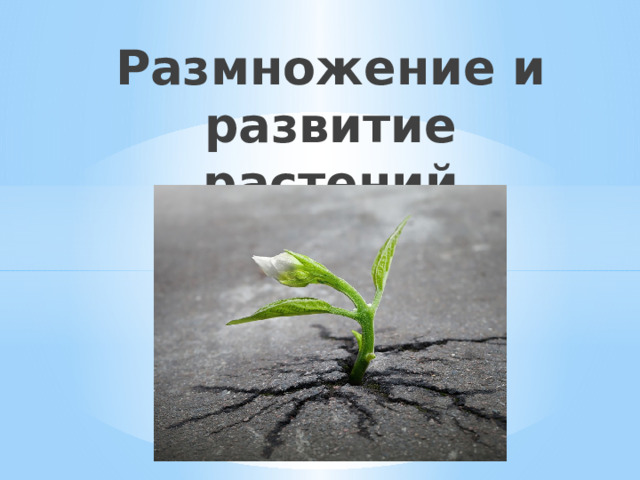 Размножение и развитие растений 