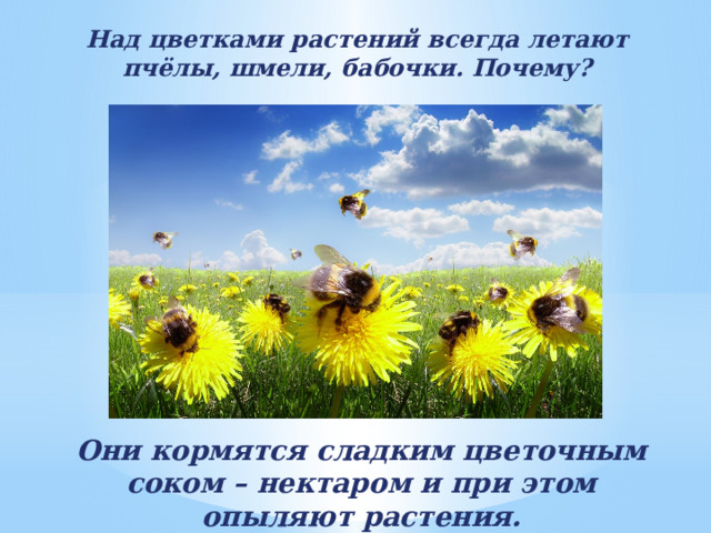 Над цветками растений всегда летают пчёлы, шмели, бабочки. Почему? Они кормятся сладким цветочным соком – нектаром и при этом опыляют растения. 