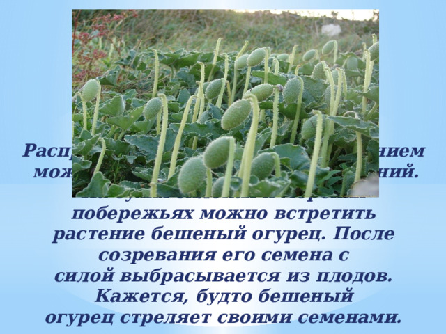 Распространение саморазбрасыванием можно наблюдать у многих растений. На сухих склонах и морских побережьях можно встретить растение бешеный огурец. После созревания его семена с силой выбрасывается из плодов. Кажется, будто бешеный огурец стреляет своими семенами. 
