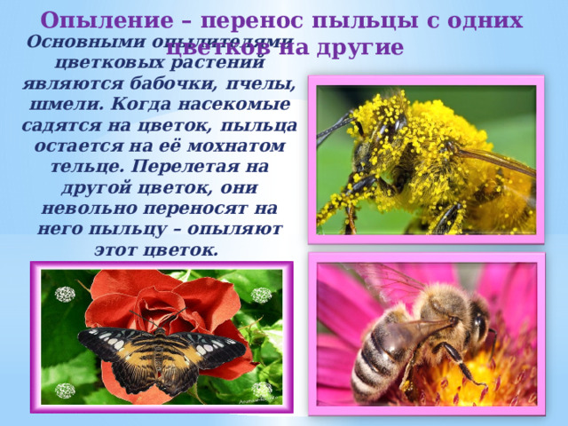 Опыление – перенос пыльцы с одних цветков на другие  Основными опылителями цветковых растений являются бабочки, пчелы, шмели. Когда насекомые садятся на цветок, пыльца остается на её мохнатом тельце. Перелетая на другой цветок, они невольно переносят на него пыльцу – опыляют этот цветок.   
