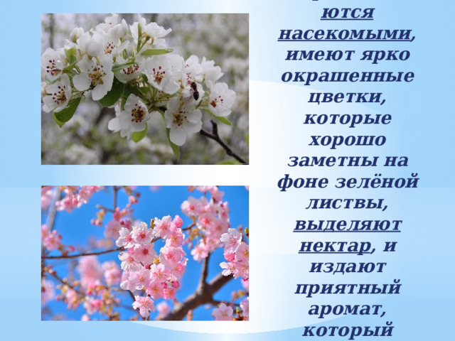 Растения , которые  опыляются насекомыми , имеют ярко окрашенные цветки, которые хорошо заметны на фоне зелёной листвы, выделяют нектар , и издают приятный аромат, который привлекает животных.  