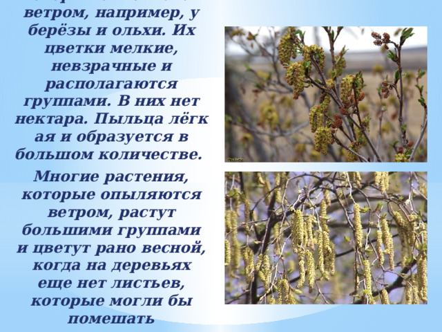 Но есть растения, цветки которых опыляются ветром, например, у берёзы и ольхи. Их цветки мелкие, невзрачные и располагаются группами. В них нет нектара. Пыльца лёгкая и образуется в большом количестве. Многие растения, которые опыляются ветром, растут большими группами и цветут рано весной, когда на деревьях еще нет листьев, которые могли бы помешать распространению пыльцы. 