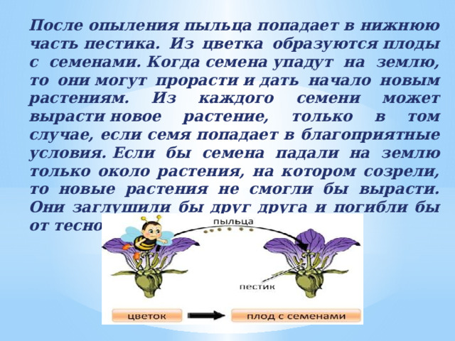 После опыления пыльца попадает в нижнюю часть пестика. Из цветка образуются плоды с семенами. Когда семена упадут на землю, то они могут прорасти и дать начало новым растениям. Из каждого семени может вырасти новое растение, только в том случае, если семя попадает в благоприятные условия. Если бы семена падали на землю только около растения, на котором созрели, то новые растения не смогли бы вырасти. Они заглушили бы друг друга и погибли бы от тесноты. 