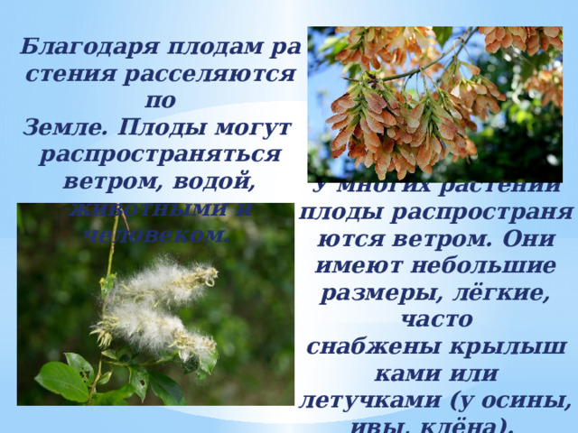Благодаря плодам растения расселяются по Земле. Плоды могут  распространяться ветром, водой, животными и человеком. У многих растений плоды распространяются ветром. Они имеют небольшие размеры, лёгкие, часто снабжены крылышками или летучками (у осины, ивы, клёна). 