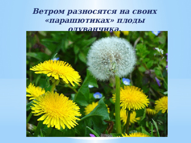 Ветром разносятся на своих «парашютиках» плоды одуванчика.   