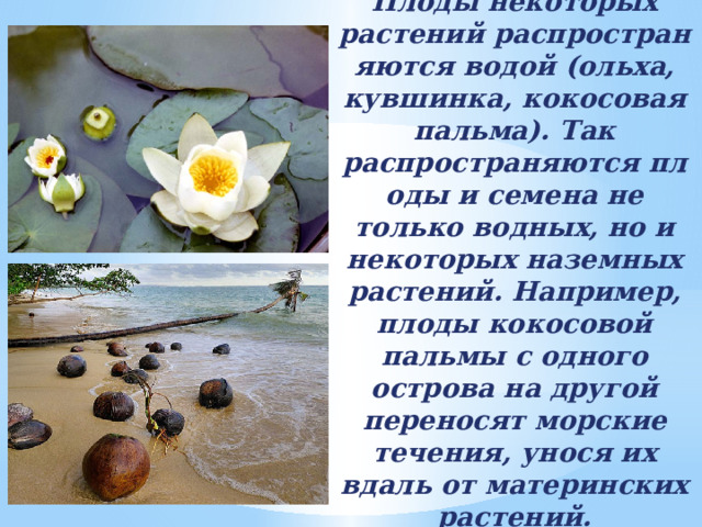 Плоды некоторых растений распространяются водой (ольха, кувшинка, кокосовая пальма). Так распространяются плоды и семена не только водных, но и некоторых наземных растений. Например, плоды кокосовой пальмы с одного острова на другой переносят морские течения, унося их вдаль от материнских растений. 