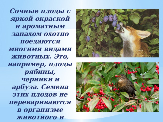 Сочные плоды с яркой окраской и ароматным запахом охотно поедаются многими видами животных. Это, например, плоды рябины, черники и арбуза. Семена этих плодов не перевариваются в организме животного и вместе с помётом попадают в почву. 