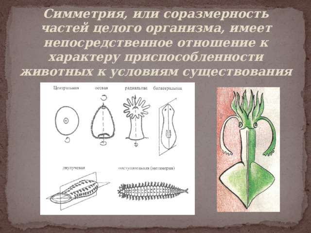 Симметрия, или соразмерность частей целого организма, имеет непосредственное отношение к характеру приспособленности животных к условиям существования   