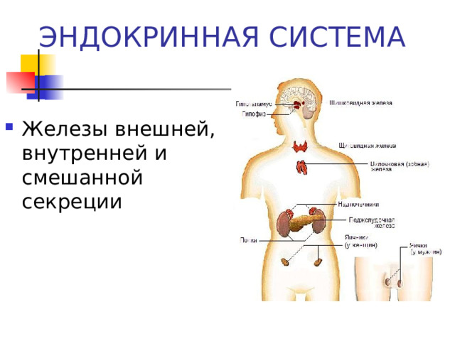 ЭНДОКРИННАЯ СИСТЕМА Железы внешней, внутренней и смешанной секреции 