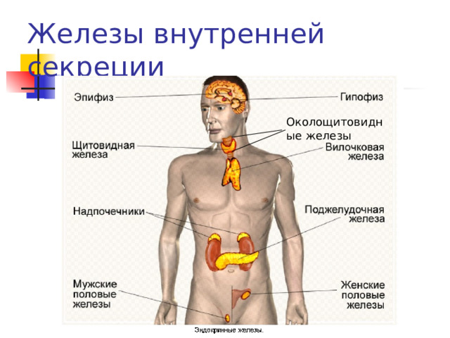 Железы внутренней секреции Околощитовидные железы 