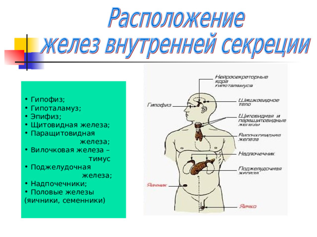  Гипофиз;  Гипоталамуз;  Эпифиз;  Щитовидная железа;  Паращитовидная  железа;  Вилочковая железа –  тимус  Поджелудочная  железа;  Надпочечники;  Половые железы (яичники, семенники) 