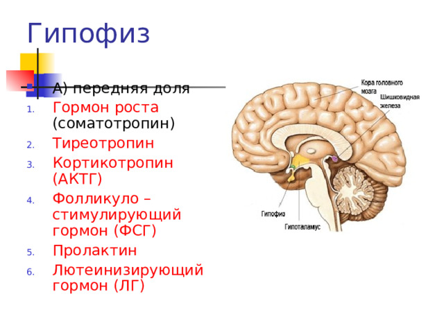Гипофиз А) передняя доля Гормон роста (соматотропин) Тиреотропин Кортикотропин (АКТГ) Фолликуло – стимулирующий гормон (ФСГ) Пролактин Лютеинизирующий гормон (ЛГ) 