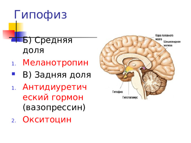 Гипофиз Б) Средняя доля Меланотропин В) Задняя доля Антидиуретический гормон (вазопрессин) Окситоцин 