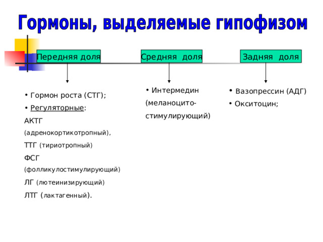 Передняя доля Задняя доля Средняя доля  Вазопрессин (АДГ)  Окситоцин;  Интермедин (меланоцито- стимулирующий)  Гормон роста (СТГ);  Регуляторные : АКТГ (адренокортикотропный), ТТГ (тириотропный) ФСГ (фолликулостимулирующий) ЛГ (лютеинизирующий) ЛТГ ( лактагенный ). 