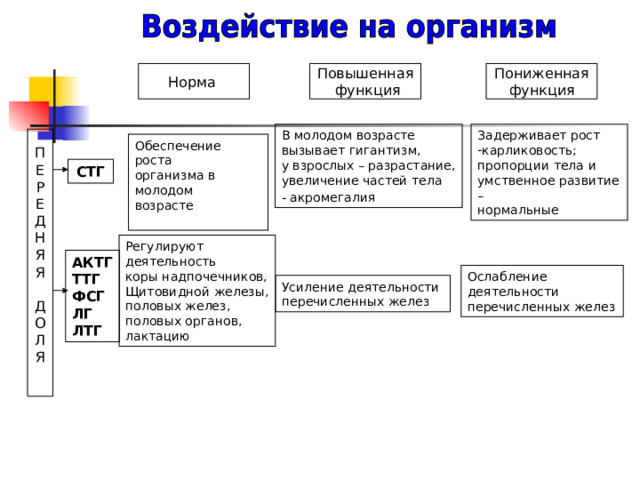 Норма Повышенная  функция Пониженная функция В молодом возрасте вызывает гигантизм, у взрослых – разрастание, увеличение частей тела - акромегалия  Задерживает рост карликовость; пропорции тела и умственное развитие – нормальные П Е Р Е Д Н Я Я Д О Л Я Обеспечение роста организма в молодом возрасте СТГ Регулируют деятельность коры надпочечников, Щитовидной железы, половых желез, половых органов, лактацию АКТГ ТТГ ФСГ ЛГ ЛТГ Ослабление деятельности перечисленных желез Усиление деятельности перечисленных желез 