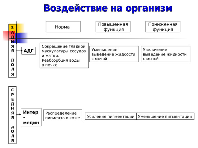 Норма Повышенная  функция Пониженная функция ЗАДНЯЯ  ДОЛ Я  Сокращение гладкой мускулатуры сосудов и матки. Реабсорбция воды в почке Уменьшение выведение жидкости с мочой Увеличение выведение жидкости с мочой АДГ С Р Е Д Н Я Я  д О Л Я Интер- медин Распределение пигмента в коже Усиление пигментации Уменьшение пигментации 