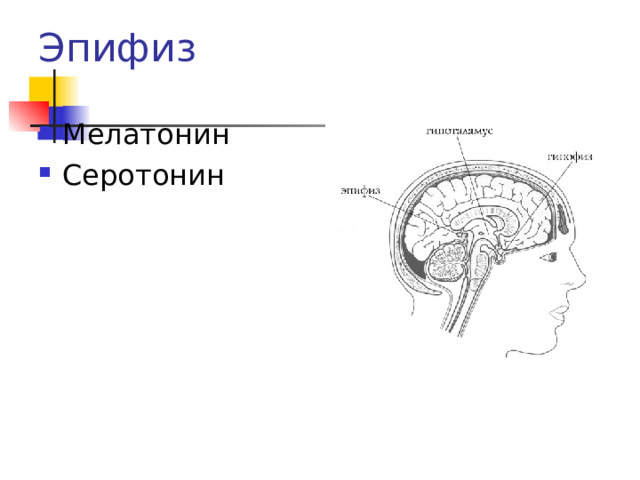 Эпифиз Мелатонин Серотонин 