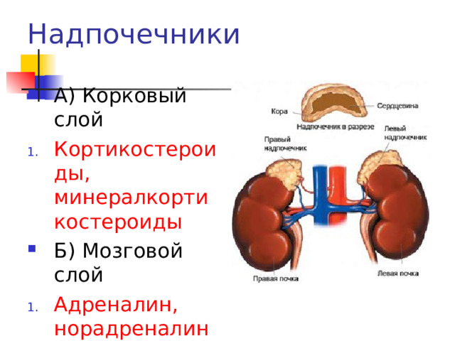 Надпочечники А) Корковый слой Кортикостероиды, минералкортикостероиды Б) Мозговой слой Адреналин, норадреналин 