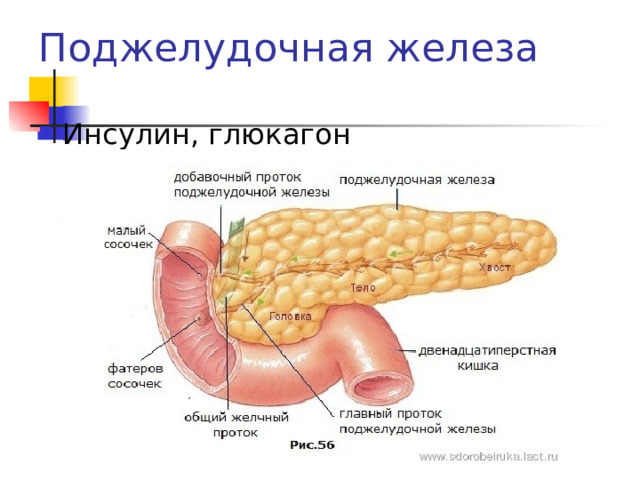 Поджелудочная железа Инсулин, глюкагон 