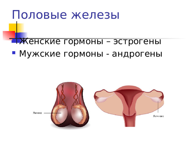 Половые железы Женские гормоны – эстрогены Мужские гормоны - андрогены 