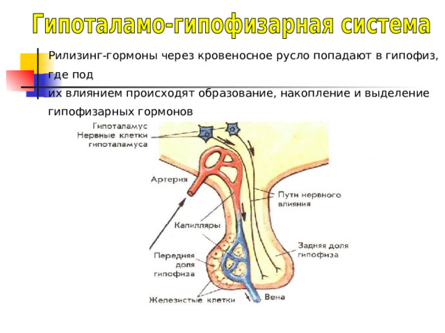 Рилизинг-гормоны через кровеносное русло попадают в гипофиз, где под их влиянием происходят образование, накопление и выделение гипофизарных гормонов 