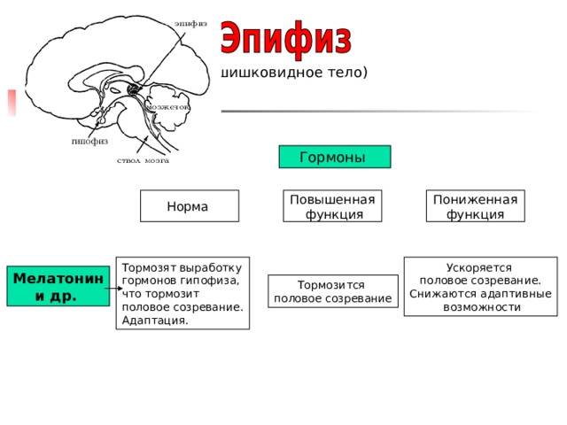 (шишковидное тело) Гормоны Норма Повышенная  функция Пониженная функция Тормозят выработку гормонов гипофиза, что тормозит половое созревание. Адаптация. Ускоряется половое созревание. Снижаются адаптивные  возможности Мелатонин и др. Тормозится половое созревание 
