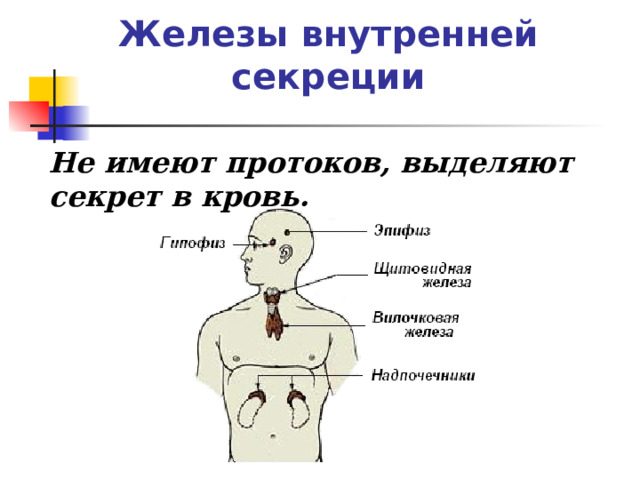 Железы внутренней секреции Не имеют протоков, выделяют секрет в кровь.    