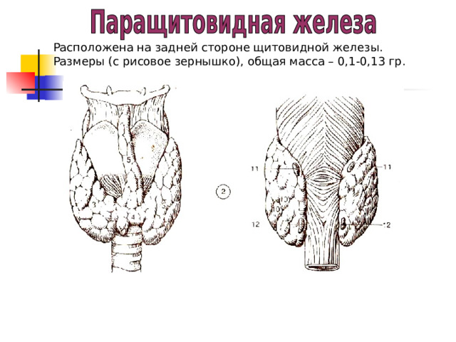 Расположена на задней стороне щитовидной железы. Размеры (с рисовое зернышко), общая масса – 0,1-0,13 гр. 