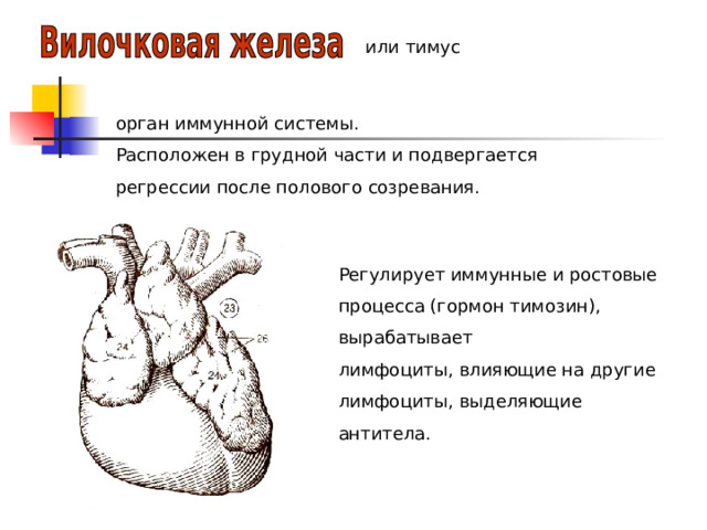 или тимус орган иммунной системы. Расположен в грудной части и подвергается регрессии после полового созревания. Регулирует иммунные и ростовые процесса (гормон тимозин), вырабатывает лимфоциты, влияющие на другие лимфоциты, выделяющие антитела. 