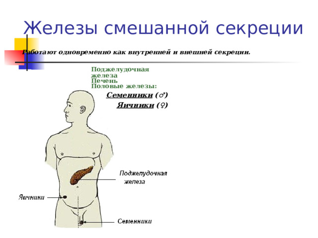 Железы смешанной секреции Работают одновременно как внутренней и внешней секреции.   Поджелудочная  железа  Печень  Половые железы:  Поджелудочная  железа  Печень  Половые железы:  Поджелудочная  железа  Печень  Половые железы:  Поджелудочная  железа  Печень  Половые железы:  Поджелудочная  железа  Печень  Половые железы:  Семенники ( ♂)  Яичники ( ♀)    